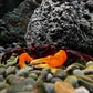 橙刀忍者蟹 Orange Arm Ninja Crab ( Lepidothelphusa sp orange )
