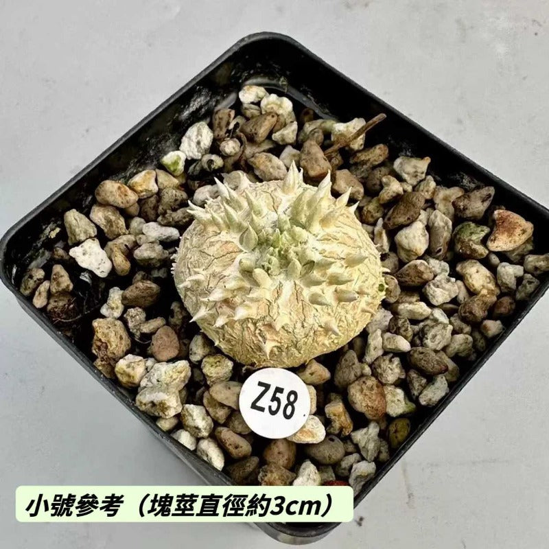 黃花惠比須笑（Pachypodium brevicaule )