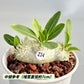 黃花惠比須笑（Pachypodium brevicaule )
