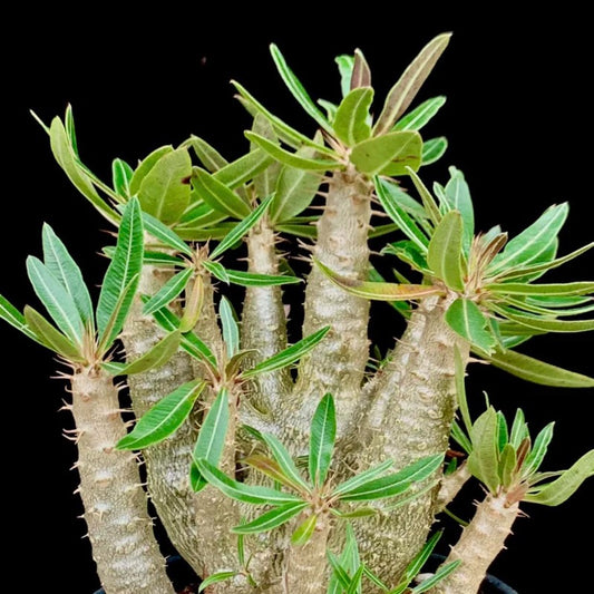 凱蒂棒槌（Pachypodium rosulatum )