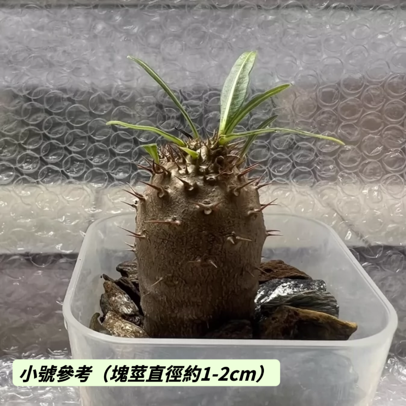 象牙宮（Pachypodium rosulatum var. gracilius）