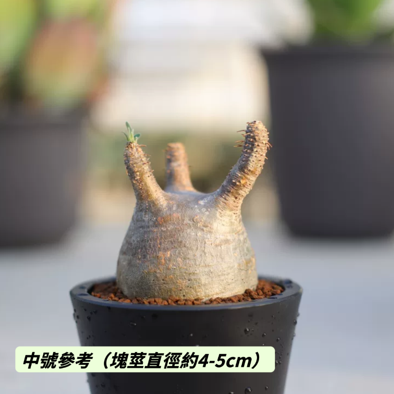 象牙宮（Pachypodium rosulatum var. gracilius）