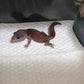 無紋肥尾守宮 Patternless African Fat-Tailed Geckos（ Hemitheconyx caudicinctus ）