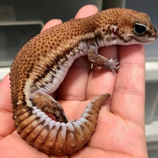 無紋肥尾守宮 Patternless African Fat-Tailed Geckos（ Hemitheconyx caudicinctus ）
