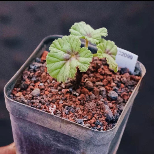香葉洋葵（Pelargonium dolomiticum )