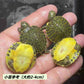 佛州甜甜圈龜 Peninsula Cooter ( Pseudemys peninsularis )