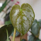 白蘭地蔓綠絨（ Philodendron Brandtianum ）
