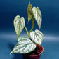 白蘭地蔓綠絨（ Philodendron Brandtianum ）