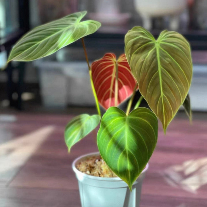 朱古力蔓綠絨（Philodendron ‘ El Choco Red ’）