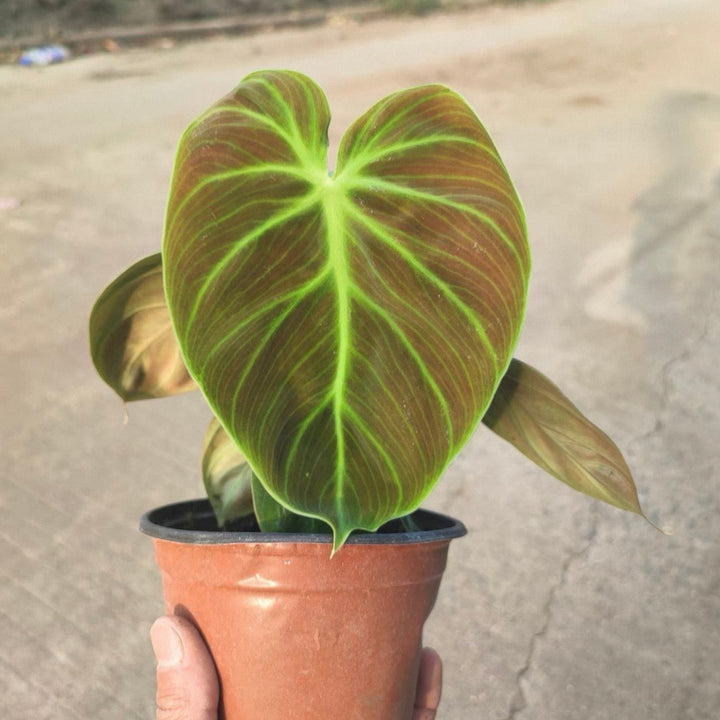 朱古力蔓綠絨（Philodendron ‘ El Choco Red ’）