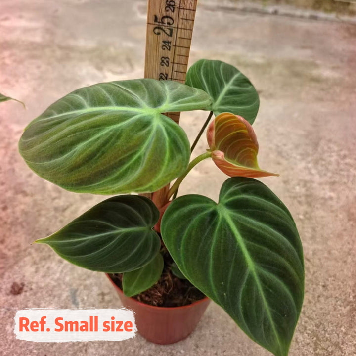 朱古力蔓綠絨（Philodendron ‘ El Choco Red ’）