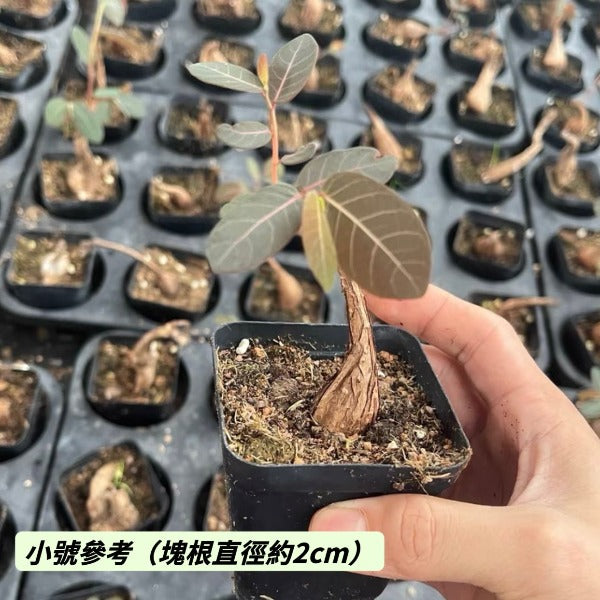奇異油柑（ Phyllanthus mirabilis ）