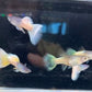 粉紅禮服孔雀魚 ( Poecilia reticulata  )