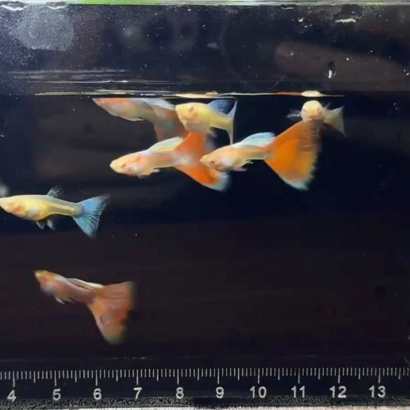 火燒雲孔雀魚 ( Poecilia reticulata  )