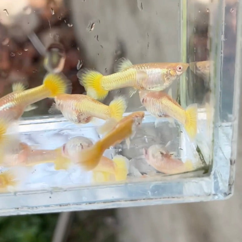 黃金孔雀魚 ( Poecilia reticulata‘ Golden ’ )