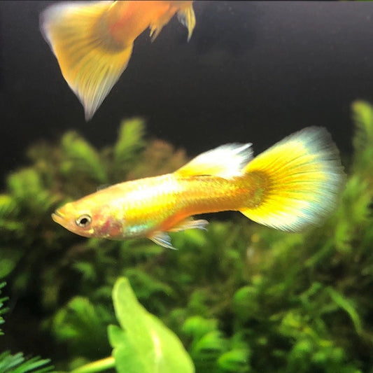 黃金孔雀魚 ( Poecilia reticulata‘ Golden ’ )