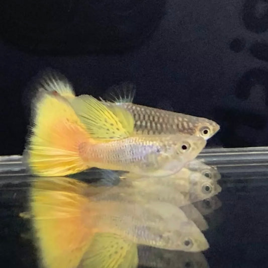 黃金馬特利孔雀魚 ( Poecilia reticulata  ‘ Material ’ )