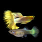 黃金馬特利孔雀魚 ( Poecilia reticulata  ‘ Material ’ )