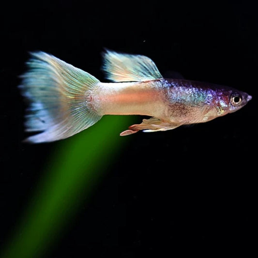 粉紅禮服孔雀魚 ( Poecilia reticulata  )