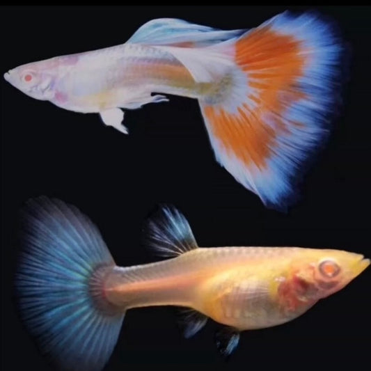 火燒雲孔雀魚 ( Poecilia reticulata  )