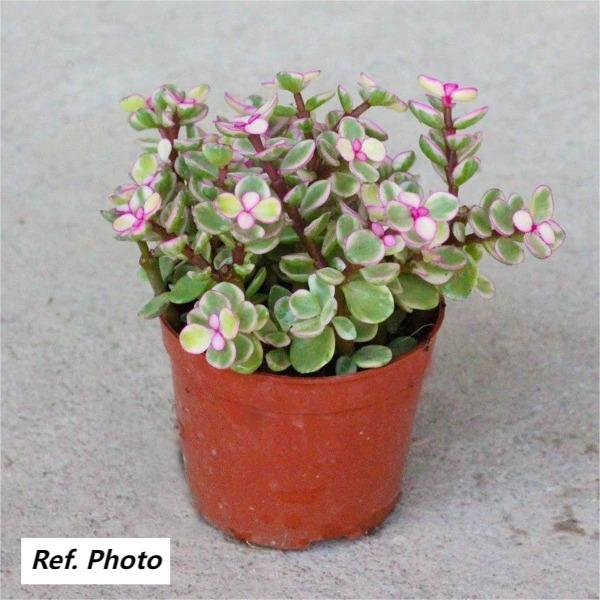 portulacaria afra var Portulacaria afra 'GreenFlow' - GreenFlow - Aquatic Plant Landscaping Specialist – 森流 GreenFlow