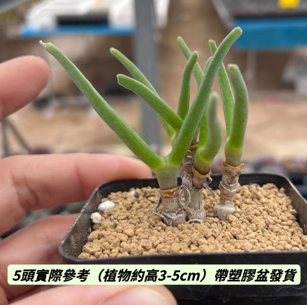 碧光環 Rabbit Shape ( Monilaria obconica )