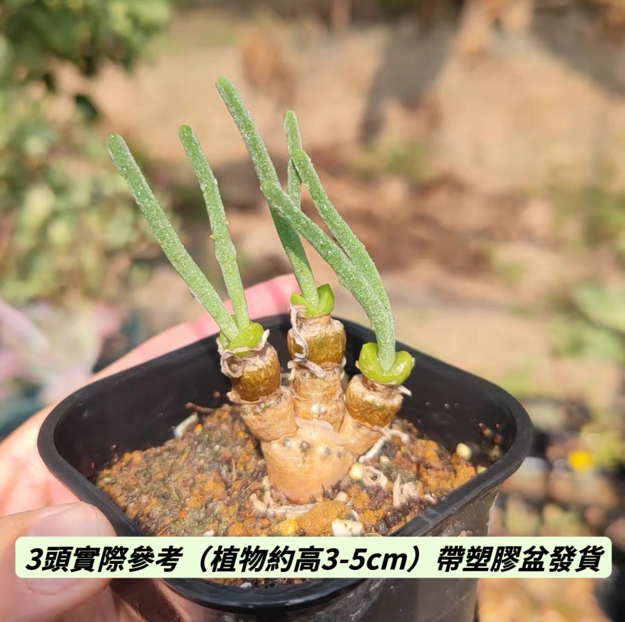 碧光環 Rabbit Shape ( Monilaria obconica )