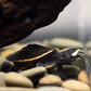 圓澳側頸龜Red-bellied Side-neck Turtle  ( Emydura subglobosa  )
