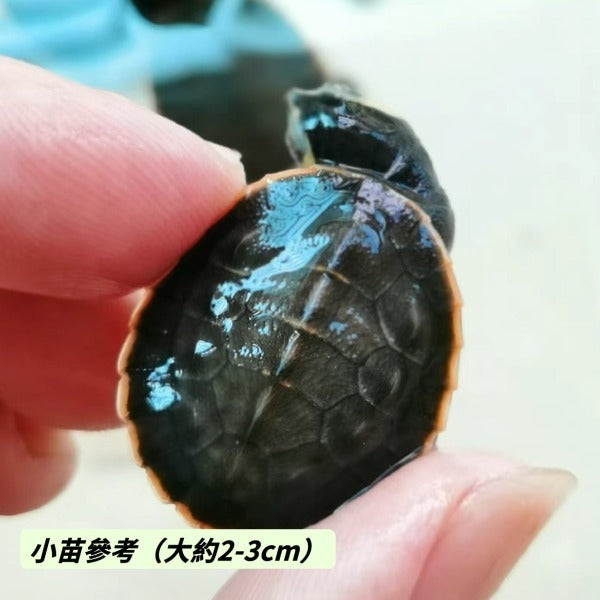 圓澳側頸龜Red-bellied Side-neck Turtle  ( Emydura subglobosa  )