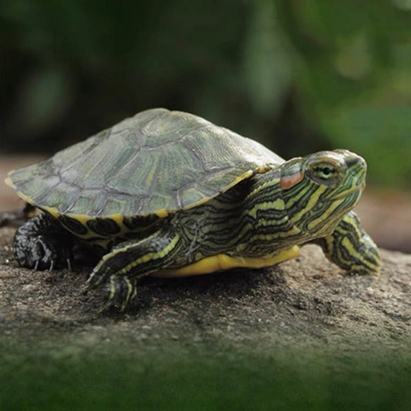 巴西龜 Red-eared Turtle （ Trachemys scripta elegans ）