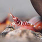 帝格裏虎紋蘇蝦 Red Tiger Sulawesi Shrimp ( Caridina tigri )