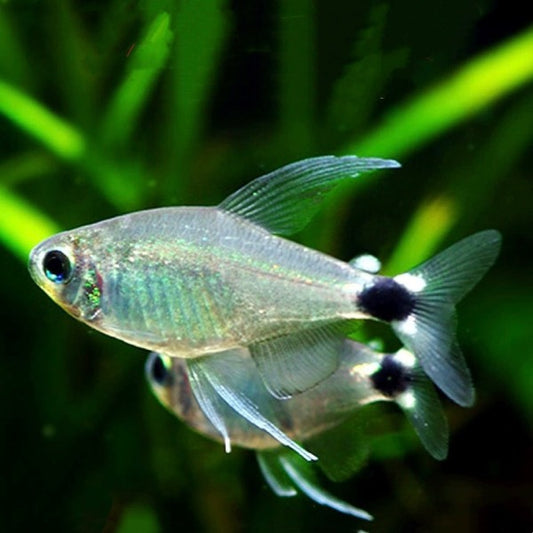 大帆月光燈魚 Reed Tetra ( Hyphessobrycon elachys )