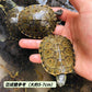 大河甜甜圈龜 Rio Grande Cooter ( Pseudemys gorzugi )