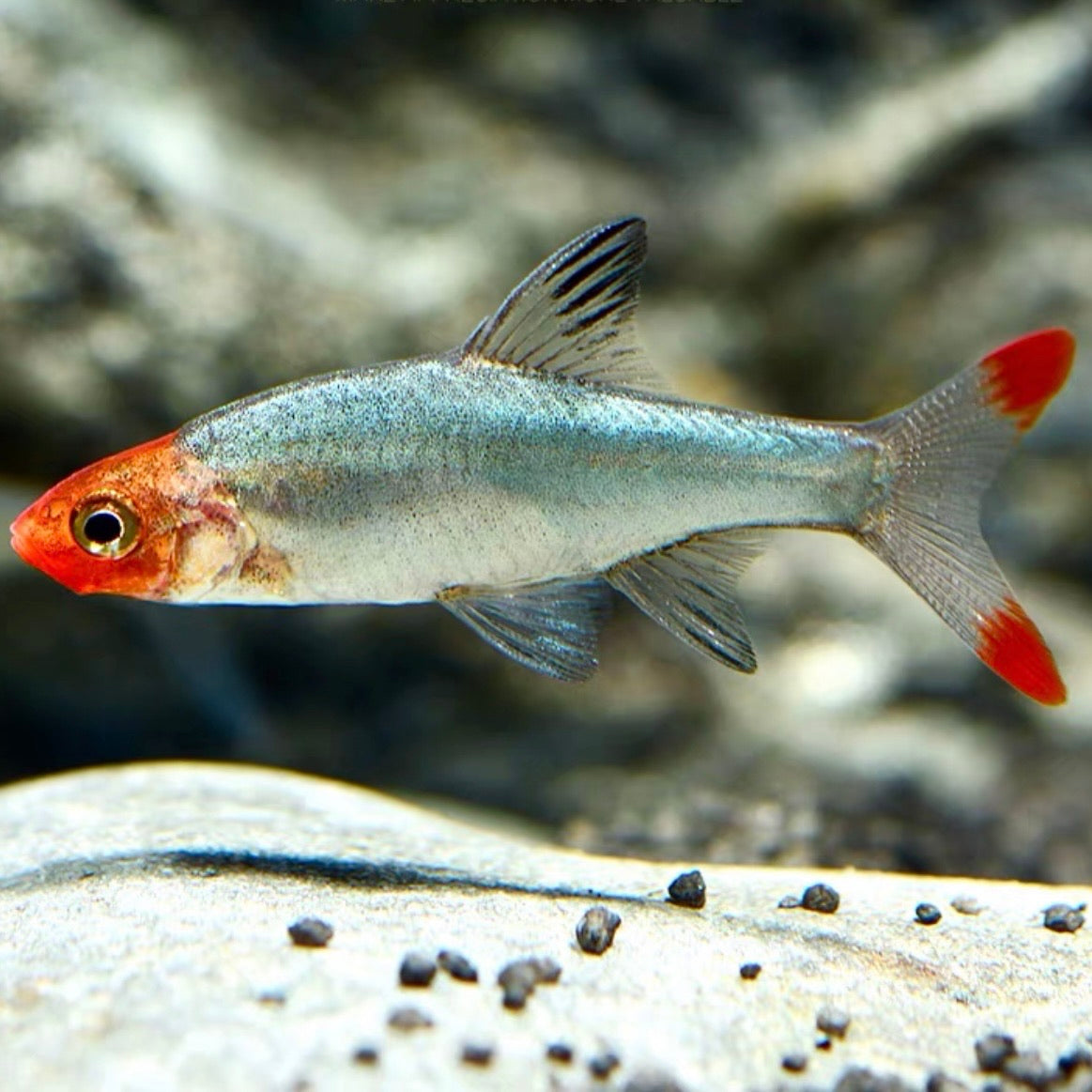 亞洲紅鼻燈魚 ( Sawbwa resplendens )