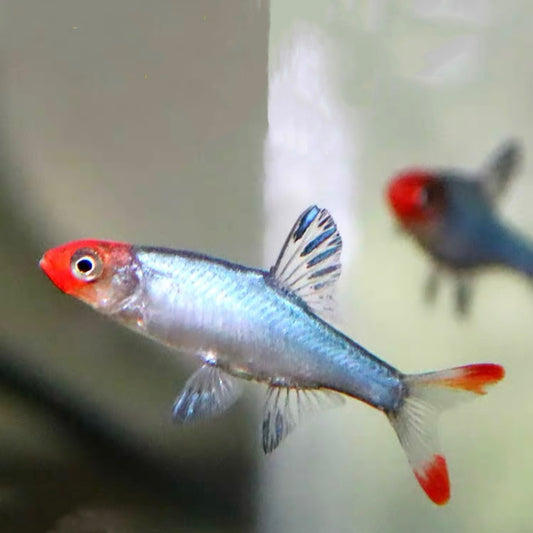 Asian Red-nosed Lightfish (Sawbwa resplendens)