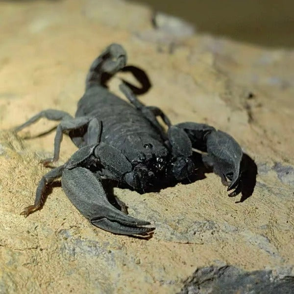 雲南扁石蠍 ( Scorpiops validus ) - 森流 GreenFlow - 動植物造景專門店
