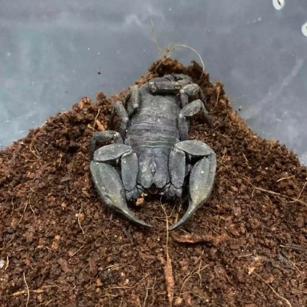 雲南扁石蠍 ( Scorpiops validus ) – 森流 - 奇異植物、爬蟲、水族 | GreenFlow Exotic Pets ...