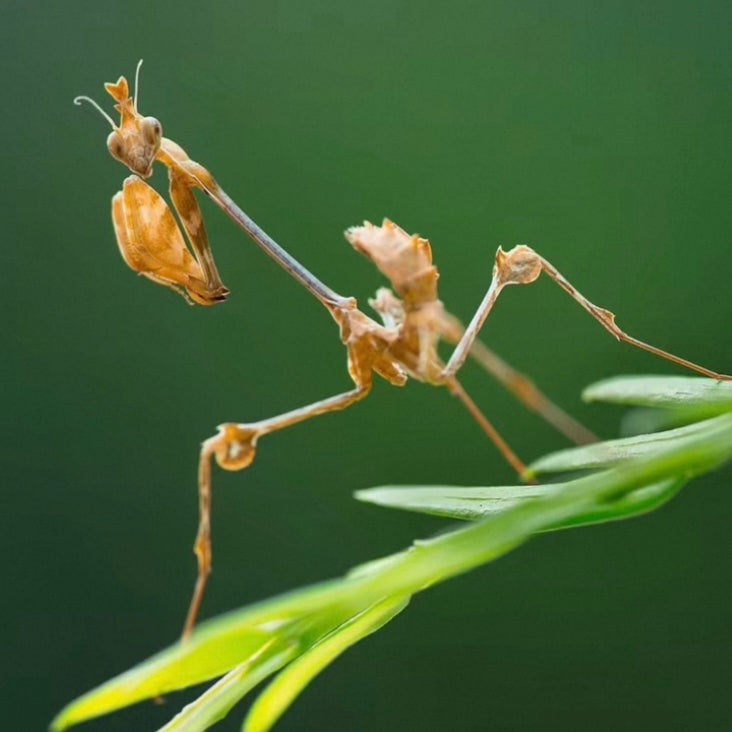 小提琴螳螂 Gongylus gongylodes（Violin Mantis） - 森流 GreenFlow - 動植物造景專門店