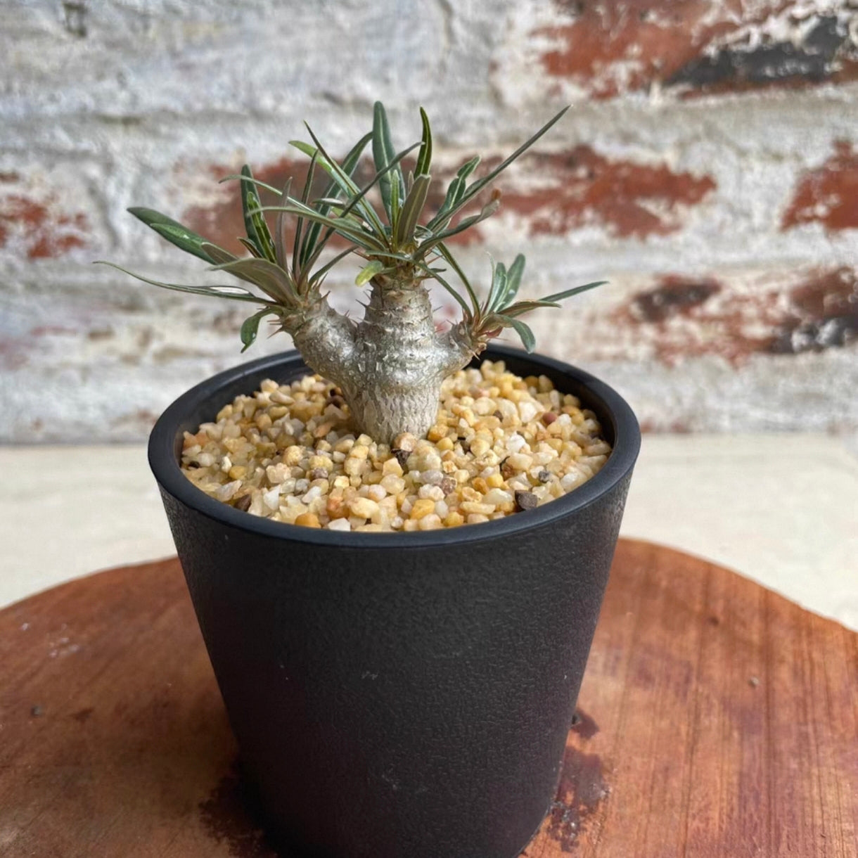 Pachypodium rosulatum var. gracilius - GreenFlow - Specialist