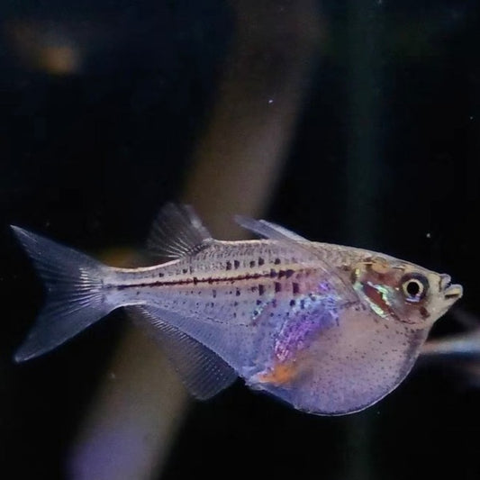 噴點燕子 / 噴點斧魚 Silver hatchetfish ( Gasteropelecus levis )