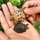 中華鱉 Soft Shell Turtle ( Trionyx Sinensis  )