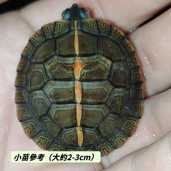 南部錦龜Southern Painted Turtle  ( Chrysemys picta dorsalis  )
