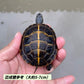 南部錦龜Southern Painted Turtle  ( Chrysemys picta dorsalis  )