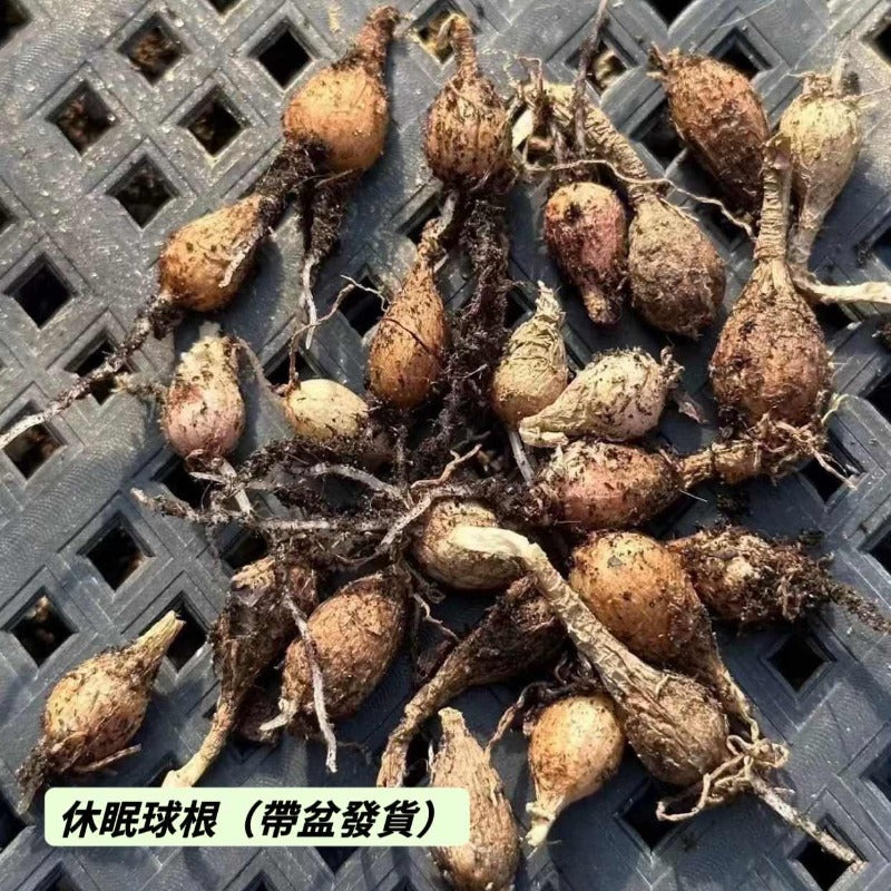 毛葉苔花石蒜（Strumaria villosa )