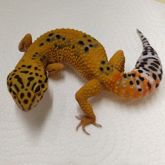 橘化豹紋守宮  Tangerine Leopard Gecko（ Eublepharis macularius ）