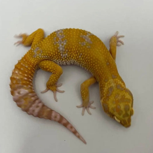 橘白豹紋守宮  Tangerine Trump Albino Leopard Gecko（ Eublepharis macularius ）
