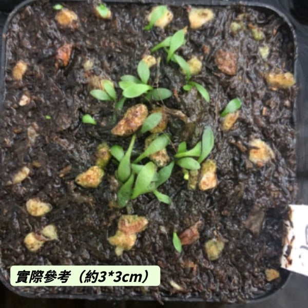 仙女圍裙 / 雙岔狸藻（ Utricularia dichotoma ）