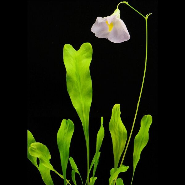安德雷狸藻（ Utricularia endresii ）