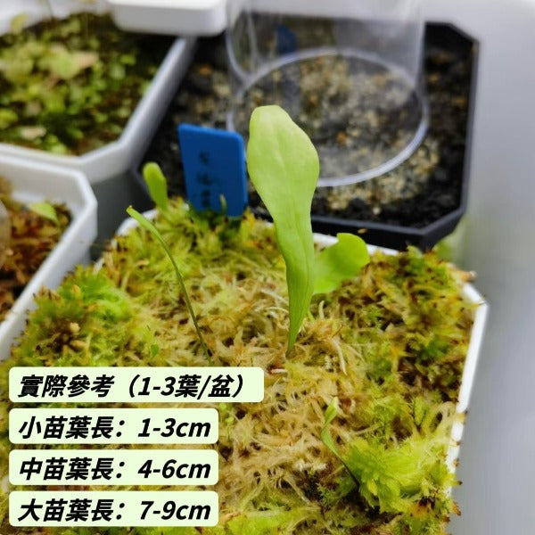 安德雷狸藻（ Utricularia endresii ）