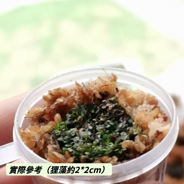 威爾維茨狸藻（ Utricularia welwitschii ） - 森流 GreenFlow - 動植物造景專門店